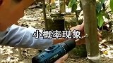 沉香一种名贵的药材，为什么要打洞，知道它的作用吗