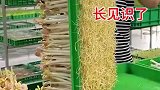 无水养殖豆芽，长见识了
