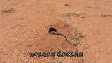 巨蜥堵住兔子洞口，兔子主动“送死”，原因却让人泪目！