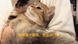 强抱自己的猫咪，喵救命啊！