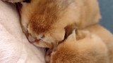 萌萌的小奶猫