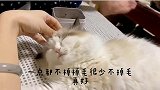 新手第一次养猫适合它，黏人又温顺，布偶猫都能做你的小宝贝了！