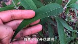 农村随处可见的“七里香”，懂的人当宝，不懂的人用它当柴烧
