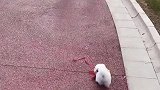 不养狗不知道养狗的喜悦