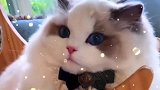 布偶猫：我到哪里都是仙气飘飘！
