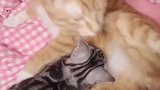 你是公猫，你怎么能喂奶呢！