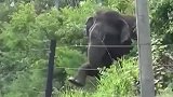 狂野试验大象遇电网，惊险挡路