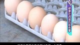 初生蛋和普通鸡蛋营养相差不大