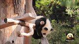 熊猫宝宝“梦想”爬上爬下专注卖萌，小家伙可爱得不像话