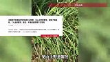 男子和朋友野炊烧烤忘记带葱，山上摘野葱，吃后7人全部腹泻