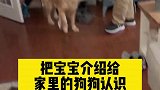 把宝宝介绍给狗狗认识