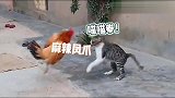 只因一句，然后鸡和猫就打起来了