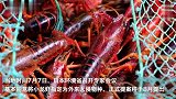 日本拟将小龙虾指定为外来入侵物种