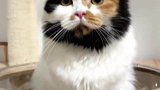 这只猫是梁山的吧