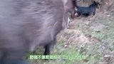 红河猪这繁殖力，在非洲早已泛滥成灾，是时候将它引进中国了