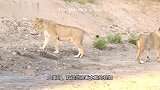 查拉拉狮群：快两岁的小母狮，健康成长，体型已经接近查拉拉母狮