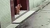 让你们看看偷狗贼是怎么偷狗的，太可恨了