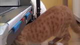 猫咪看到跑步机的神反应，滑稽的动作让主人忍不住大笑