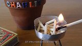 将捕蝇草和黄蜂放在一起，谁会更胜一筹？结果太意外了