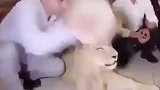 动物保护组织给狮子庆生拿蛋糕砸狮子脸 网友：有毛病！