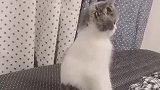 猫：铲屎的，你看我这站姿怎么样呢！