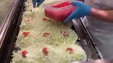 日本街头京都风味的铁板烧，这样分量十足的美食，咱还是头回见！