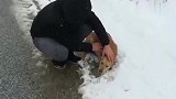 在大雪的公路上，有只流浪狗拦车求救