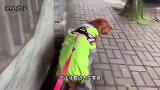 金毛去接外婆下班看到行人经过就认真观看，就怕和外婆错过了