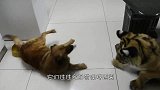 狗狗怒吼想抢老虎食物，把老虎吓一跳，镜头拍下全过程