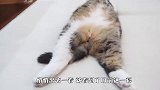 听说猫咪有洞必钻，这是什么癖好？看完笑翻了