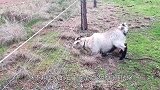 山羊意外碰到高压电，瞬间直达羊生巅峰，镜头记录搞笑一幕！