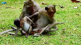可怜的小猴子安静地和猴妈妈谈话，照顾她