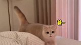 当女儿奴的男生养猫后