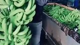 新鲜采摘，这就是农村生活