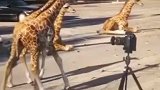 机动演示跟拍技巧，长颈鹿：忍你很久了