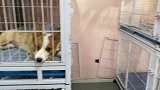 橘猫脸都快黑了！说好是给渣渣橘洗澡，可铲屎官全程都在撸其他猫