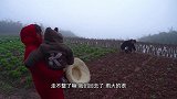 炊二锅刚栽完央央，天空下起蒙蒙细雨，回家做一盆“粉条炖鸡”