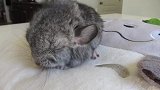 活泼的龙猫宝宝只有在睡觉的时候才这么安静，发出神秘的声音