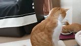 橘猫：哪来的小奶猫，吃我的猫粮，还睡我的窝