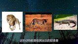 被低估的顶级猎手杂色狼，是捕猎成功率极高的动物