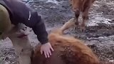 国外小牛胃胀气，挖个小洞扎一扎，这就治疗完毕了