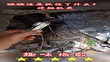 瞧瞧这是抓住了什么？还挺机灵