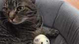 猫咪死死的护着怀里的小老鼠，主人一碰它就凶主人，还要咬主人