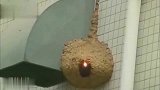 小伙用激光笔远程操控烧了马蜂窝，实在是太有创意了