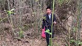 拔笋的声音真好听，野笋疯长满地都是，就算拔完整片竹林都不会累