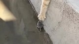 老鼠：我运气怎么这么背，出门就遇见猫！