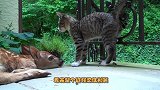猫咪无限的挑衅小鹿，小鹿结果无动于衷，看完整个过程忍住别笑