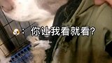 今天给它买了衣服，又被斗智斗勇的一天