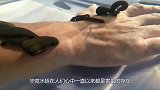 将水蛭放进55度二锅头中，场面瞬间失控，镜头拍下全过程