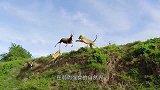 猞猁被美洲狮追捕，无奈爬上10米高的大树，危机时刻一跃而下！